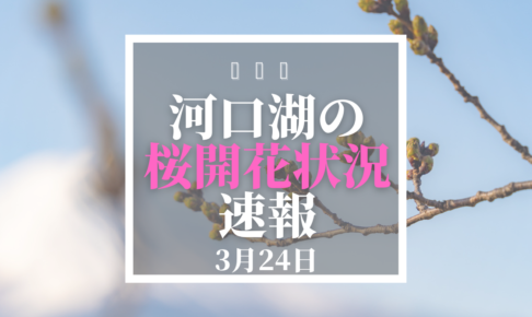 河口湖の桜開花速報